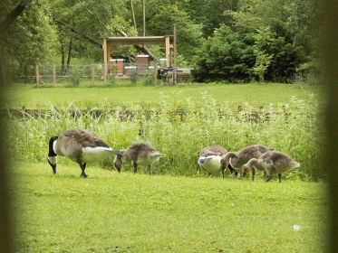 Links offensichtlich das etwas ältere Gössel, das sich der Familie mit den zwei Gösseln offenbar anschloss