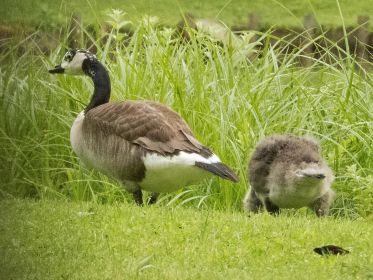 Links weißgefleckte Gänsemutter, deren Gössel nun fremdgeht