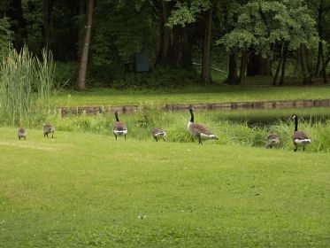 Vier Kanadagänse, drei Gössel