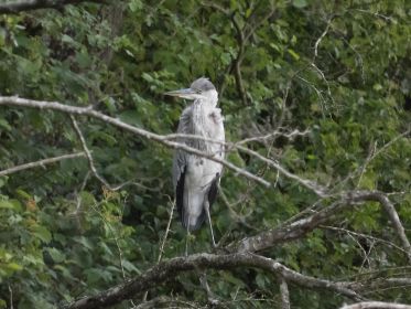 Graureiher hält Ausschau