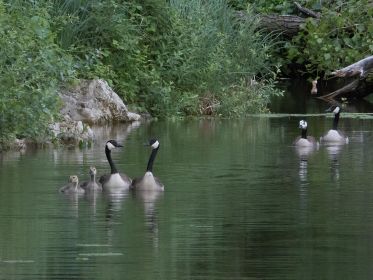 Links Familie mit zwei Gösseln plus Adoptivkind der hinteren beiden Kanadagänse