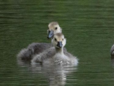Zwei wohl gleichaltrige Gössel