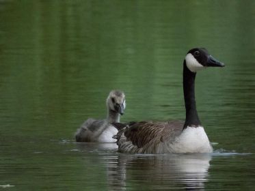 Das dritte (adptierte) Gössel sieht etwas älter aus