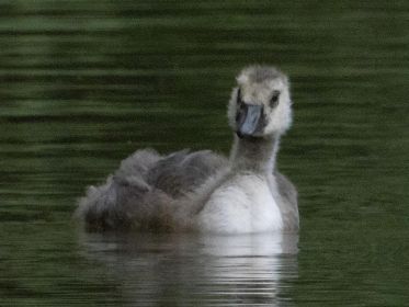 Das dritte (adptierte) Gössel sieht etwas älter aus
