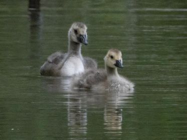 Hinten wohl adoptiertes Gössel