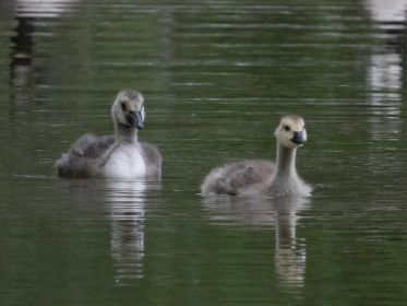 Links wohl adoptiertes Gössel