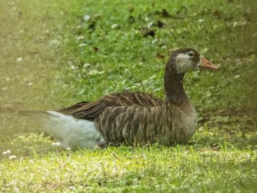 Hybride im Fischteichgebiet