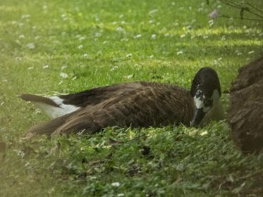 Kanadagans BA013666 im Fischteichgelände