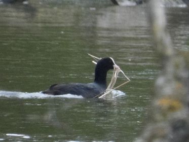Blesshuhn auf dem Weg zum Nest