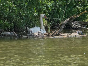 Schwäne suchen schattigen Platz auf