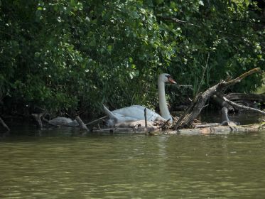 Schwäne suchen schattigen Platz auf
