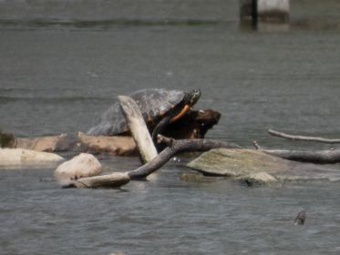 Wasserschildkröte in der Sonne