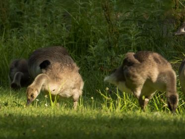 Auch heute wieder drei junge Kanadagänse im Fischteichgebiet