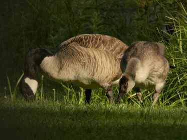 Auch heute wieder drei junge Kanadagänse im Fischteichgebiet