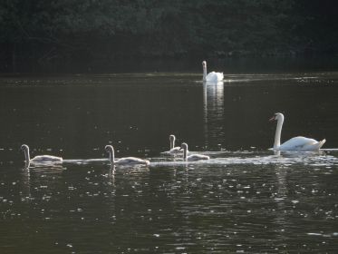 Familie Schwan