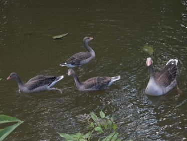 Drei junge Graugänse