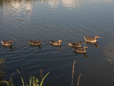 Graugansfamilie in der Abendsonne