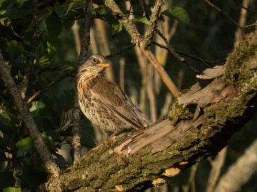 Wacholderdrossel hoch oben auf Baum