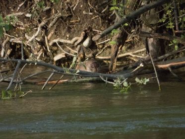 Bieber nimmt Abendbrot