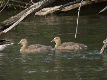 Zwei noch sehr junge Graugänse