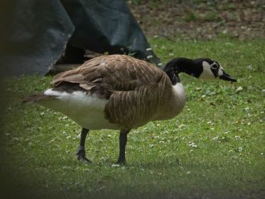 Beringte Kanadagans BA013666 im Fischteichgebiet