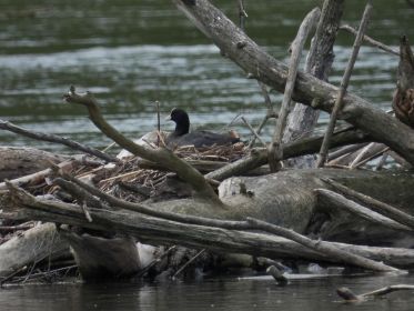 Blesshuhn-Nest mitten im Stausee