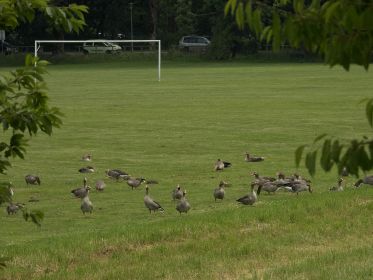 Dutzende Graugänse auf Sportwiese neben Amperstausee