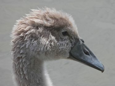Jungschwan im Porträt