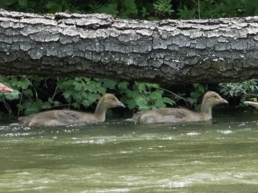 Graugans-Familie schwimmt flussaufwärts