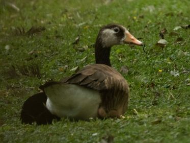 Hybride schon wieder im Fischteichgebiet