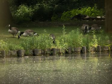 Sieben Kanadagänse im Fischteichgebiet: Vier Gänse, drei Gössel