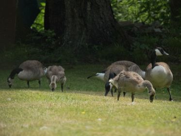 Sieben Kanadagänse im Fischteichgebiet: Vier Gänse, drei Gössel