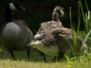 Das wohl etwas ältere Exemplar zeigt schon etwas mehr Färbung im Gesicht