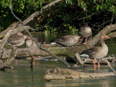 Graugänse ruhen sich aus