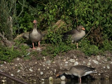 Immer wieder Junggänse