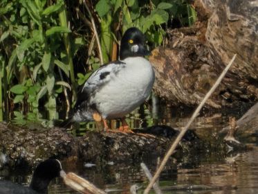 Unberingte Schellente