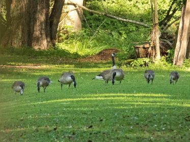 Zwei Kanadagans-Familien. Links das wohl etwas ältere Gössel
