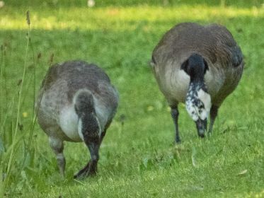 Links möglicherweise Abkömmlung der rechten Gans (unberingte Gänsemutter)