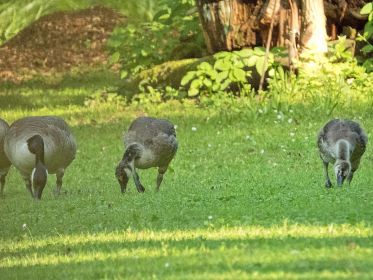 Zwei von drei Junggänsen