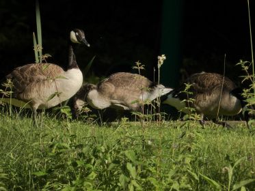 In der Mitte Junggans