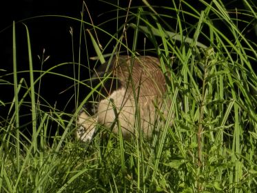 Unberingte am Kopf weißgefleckte Gänsemutter