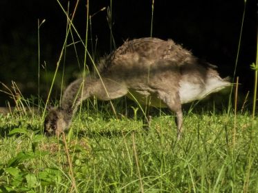 Kanadagans-Gössel grasend am Fischteich
