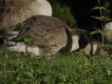 Zwei Kanadagans-Gössel am Fischteich