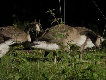 Zwei Kanadagans-Gössel am Fischteich