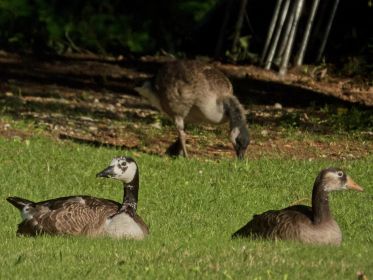 Links BA013666 , rechts Hybride, hinten Gössel