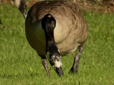 Beringte Kanadagans BA013666 heute im Fischteichgebiet. Die beiden Zahlen 66 am Ende sind hier ablesbar