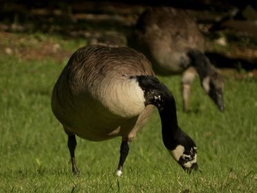 Beringte Kanadagans BA013666 heute im Fischteichgebiet