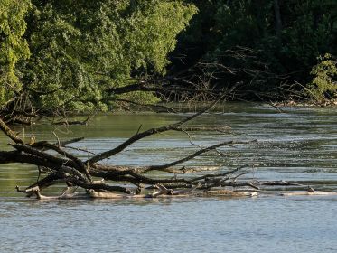Keine Graugänse weit und breit