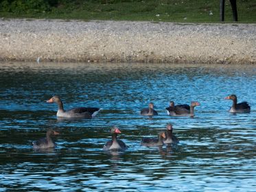Zwei Graugans-Familien