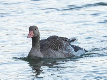 Graugans mit lädiertem Flügel